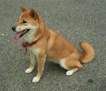 犬君.jpg
